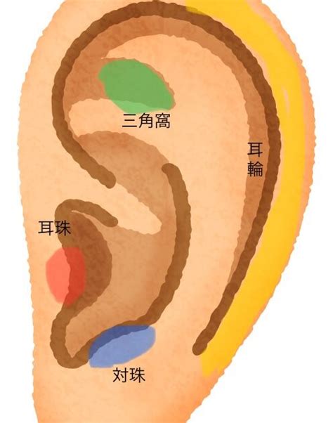 耳珠位置|耳つぼの位置がわかりやすくなる。耳の部位の名前を。